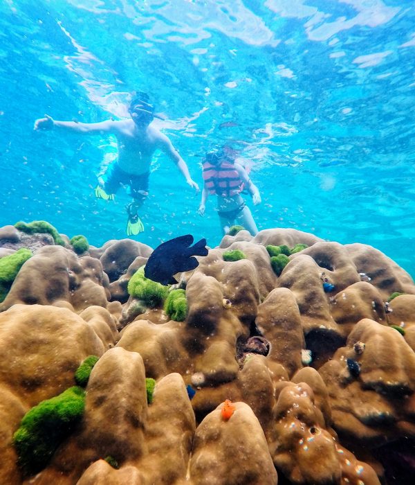 เกาะรอก