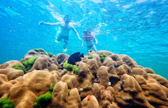 เกาะรอก